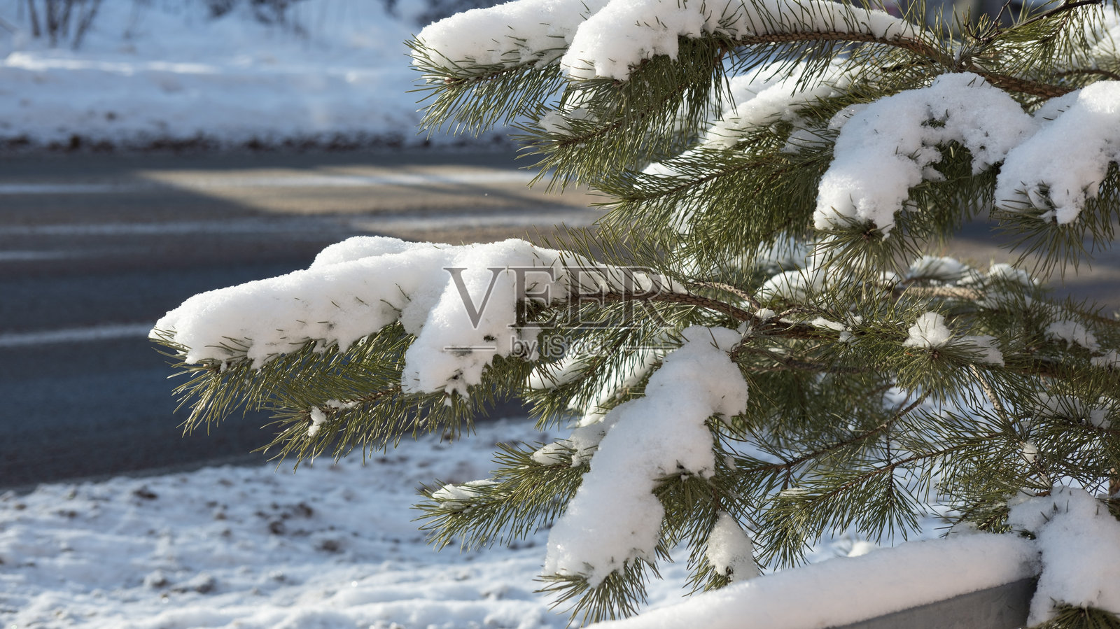 雪压弯的松枝，冬季森林照片摄影图片