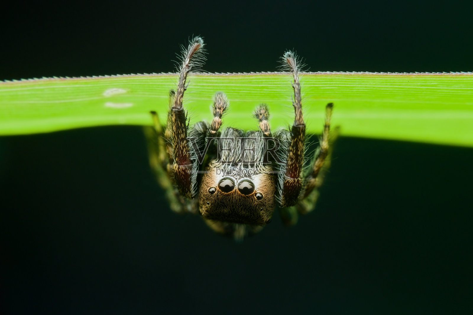 草丛下的跳蛛照片摄影图片