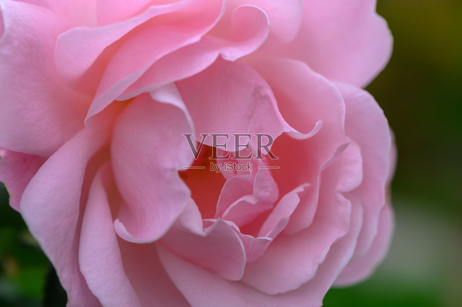 春天的繁茂花园中盛开的娇嫩粉色玫瑰照片摄影图片