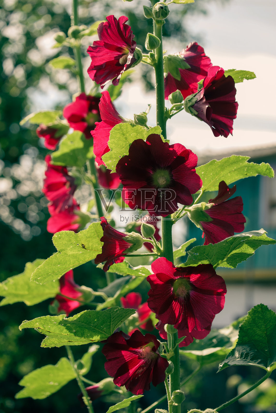 这幅图捕捉了阳光下鲜艳的红色花朵和绿色的叶子。照片摄影图片