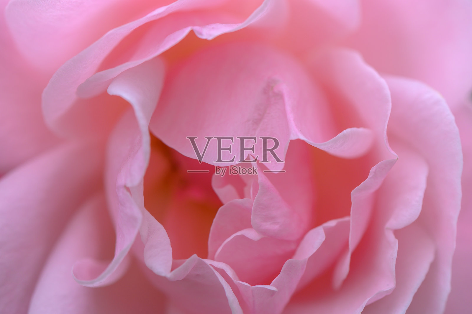 柔和的粉色玫瑰花瓣在宁静花园的晨光中绽放照片摄影图片