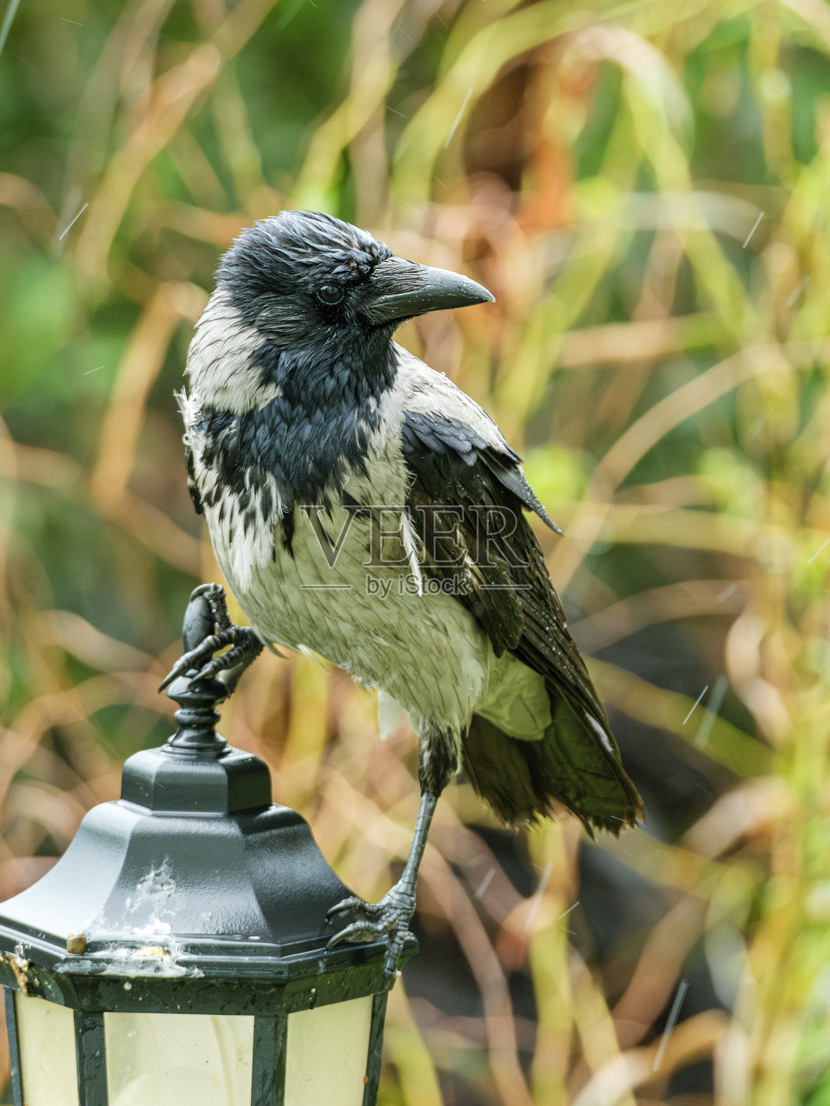 雨中栖息在路灯上的兀鹫 - Corvus cornix照片摄影图片