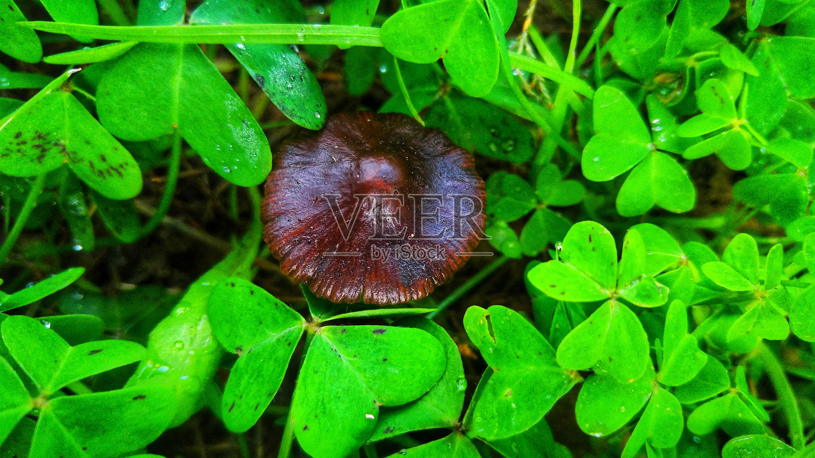 蘑菇照片摄影图片