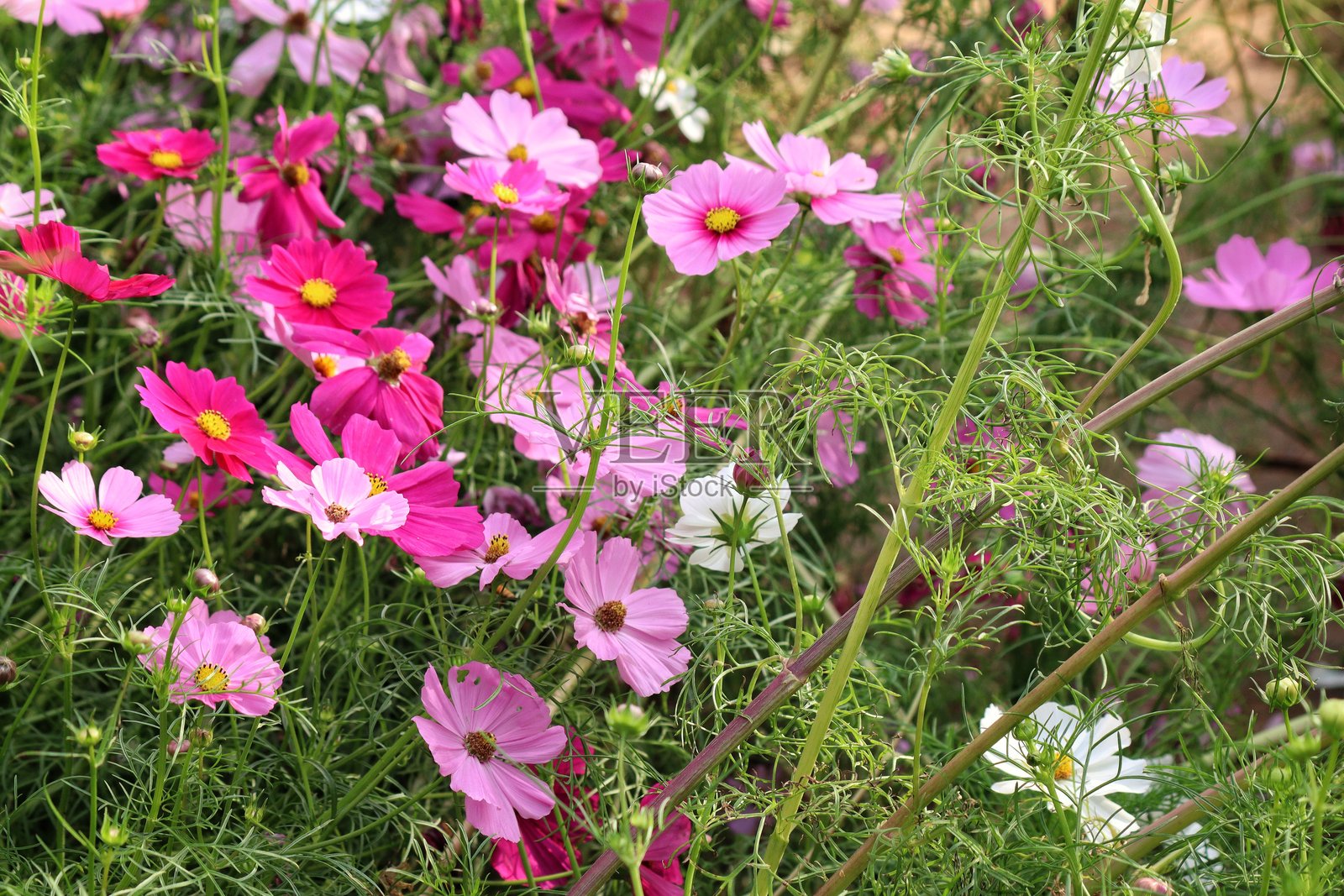 花园中的粉色大波斯菊花和叶子照片摄影图片