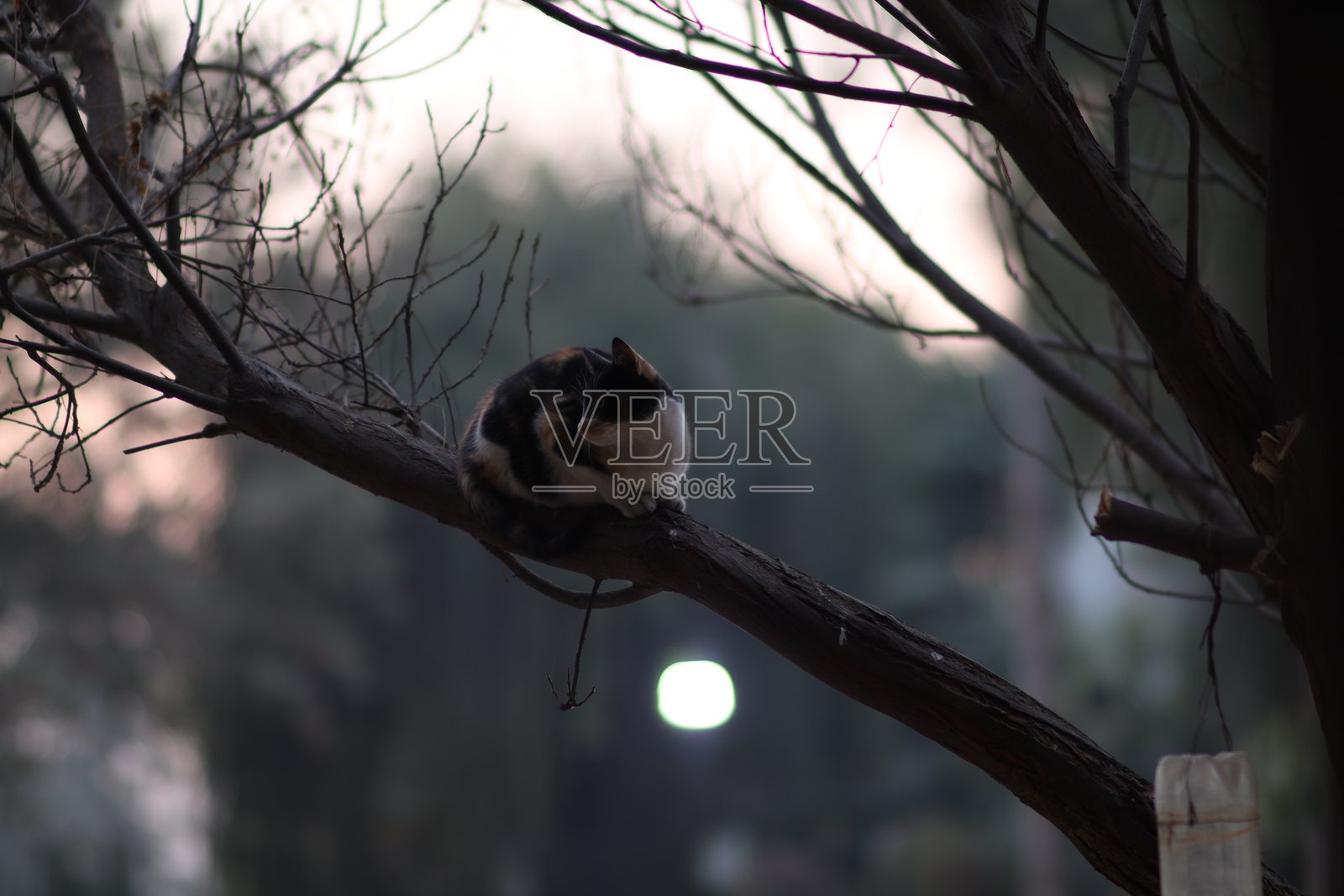 搞笑的小猫照片摄影图片