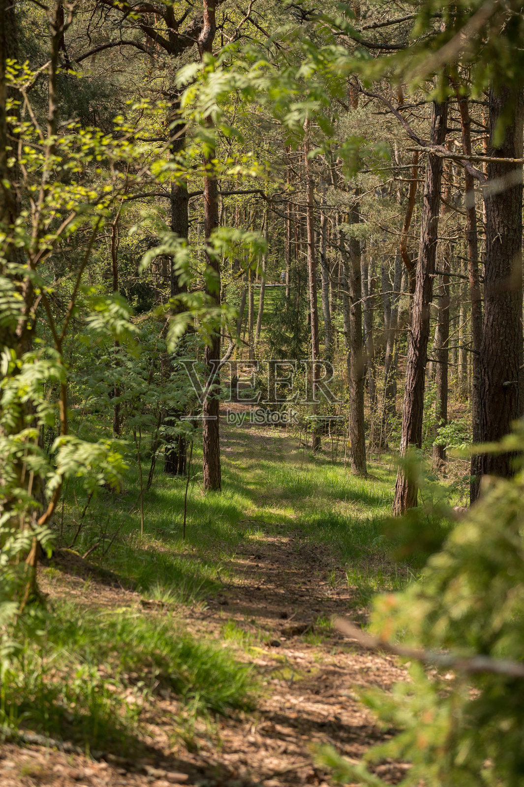 森林中的小路照片摄影图片