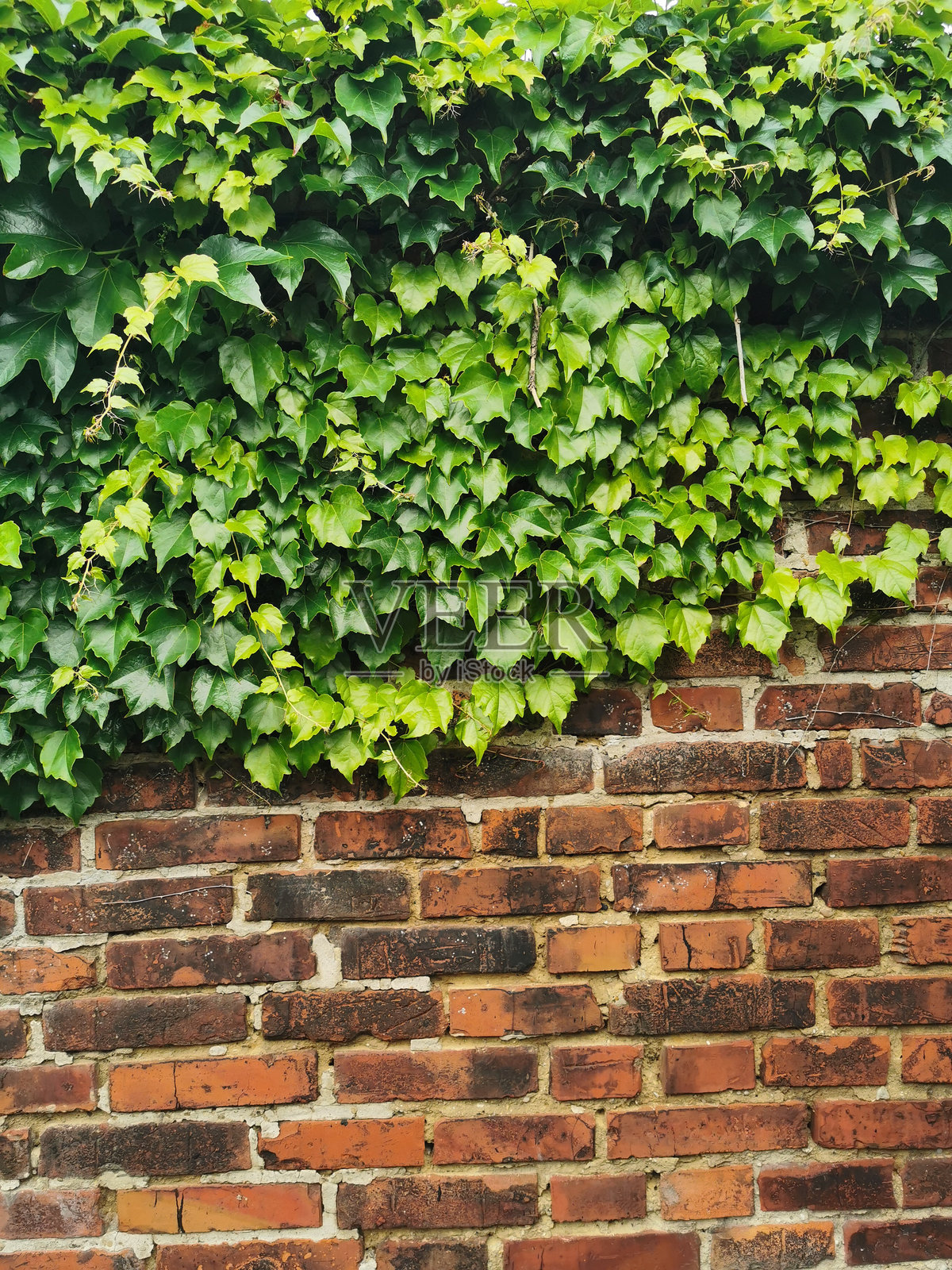 古老的砖墙与绿色叶子照片摄影图片