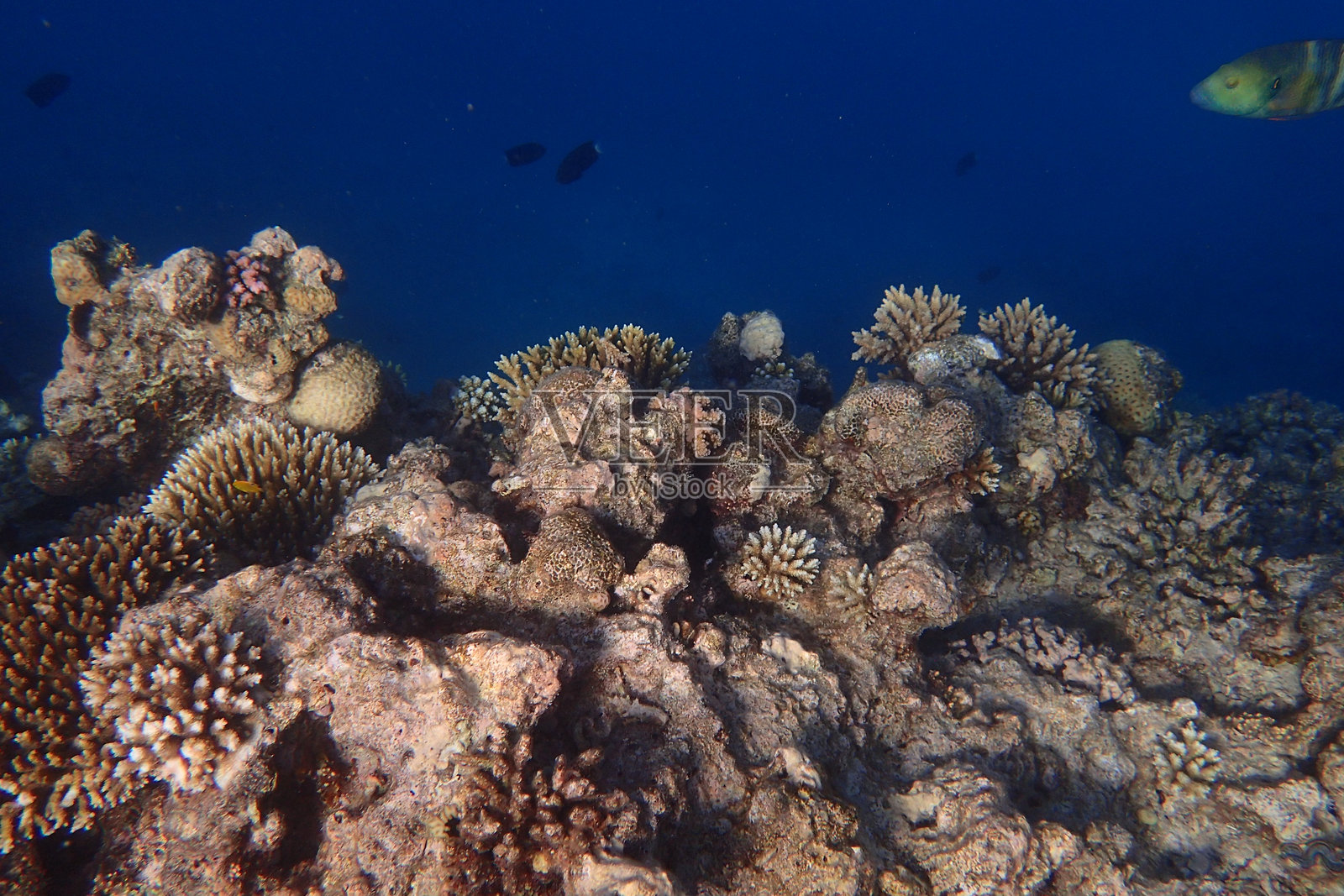 埃及红海的海洋生物，赫尔格达照片摄影图片