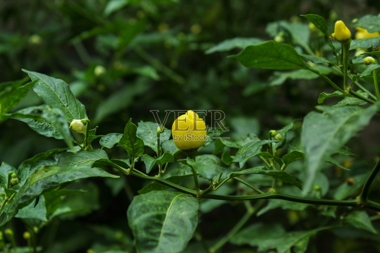 花园里的辣椒。树上的辣椒。用于烹饪的辣椒。混合蔬菜或用于辣椒酱。辣椒种植。幼苗辣椒。辛辣的味道。照片摄影图片