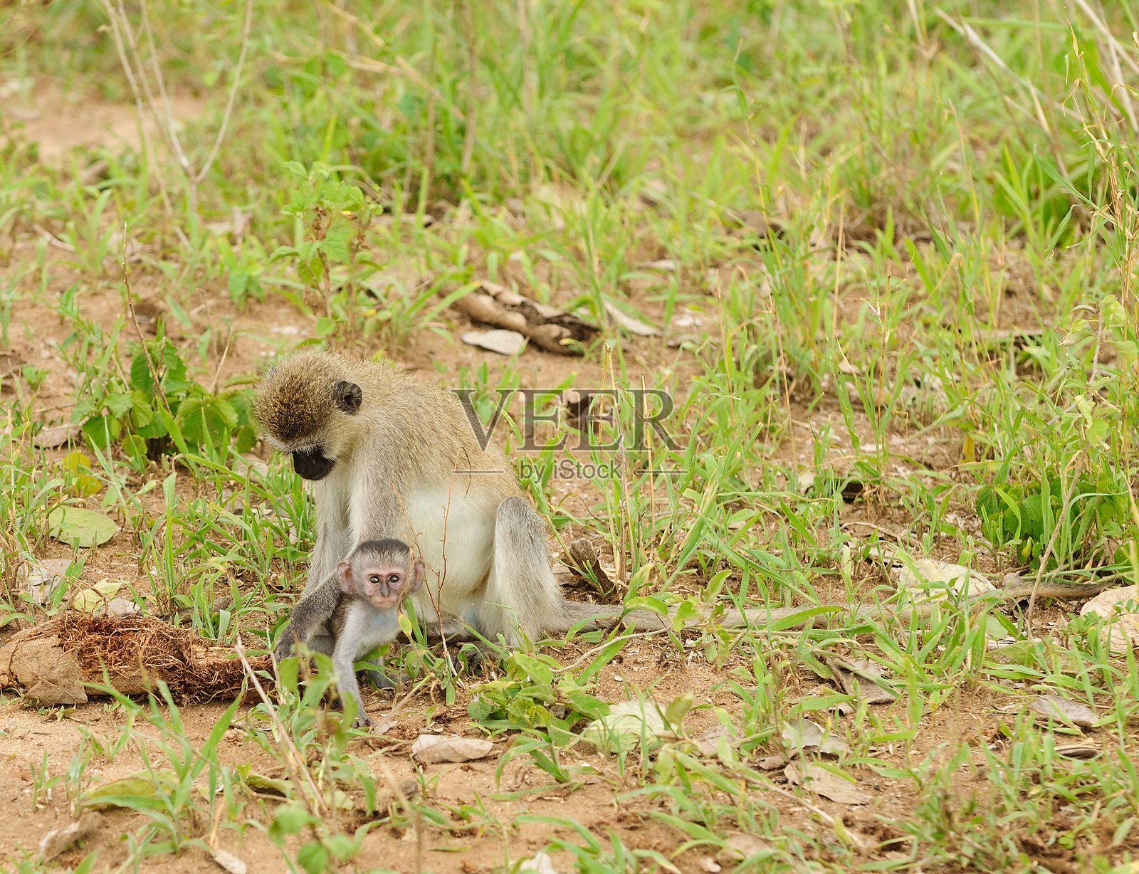 维尔维特猴照片摄影图片