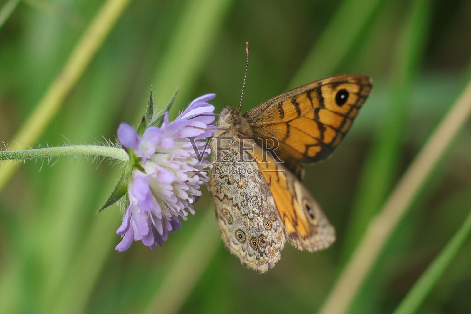 梅杰尔蝴蝶（♀）--- 萨梯尔蝴蝶（♂）(Lasiommata megera)照片摄影图片