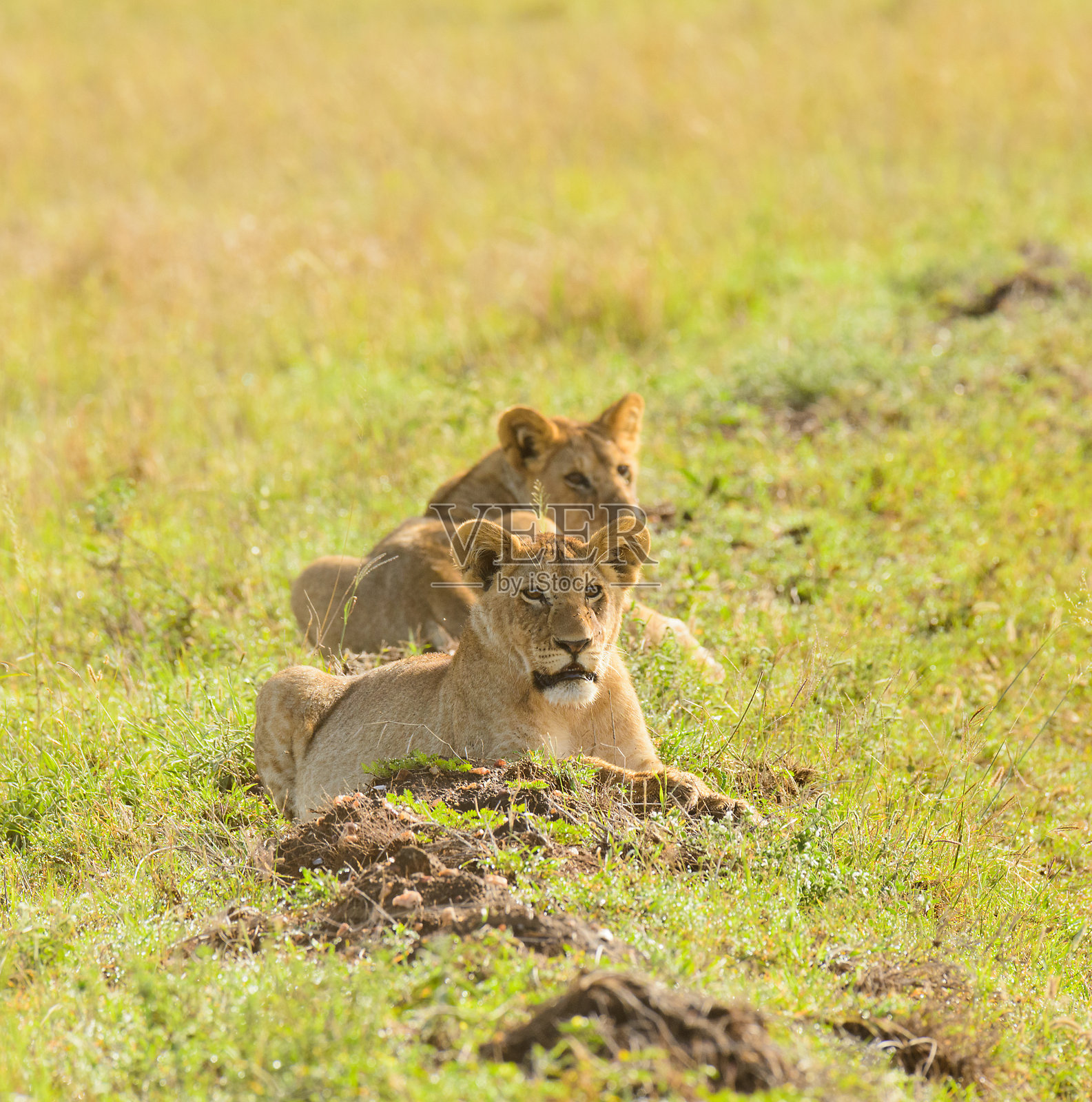 狮子照片摄影图片