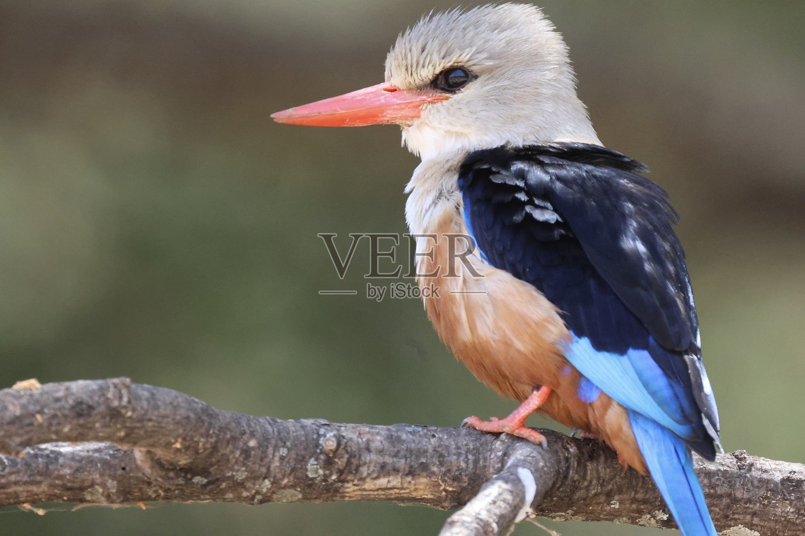 灰头翠鸟 - 马尼亚拉湖国家公园照片摄影图片
