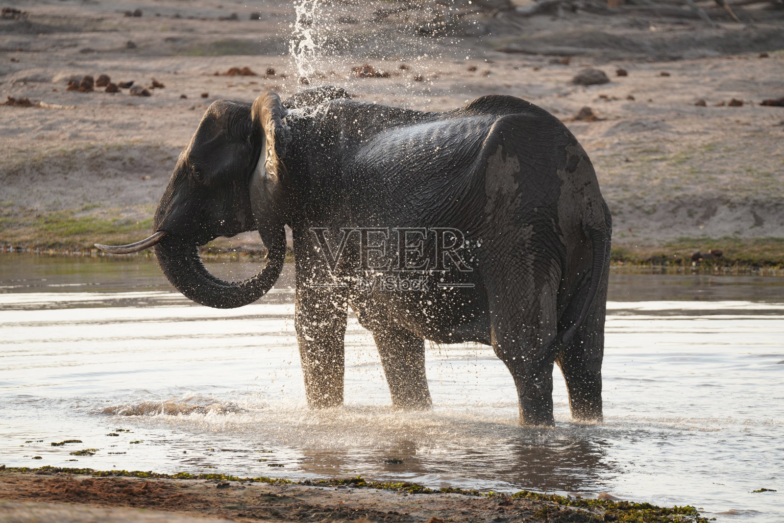 博茨瓦纳莫雷米国家公园的象群照片摄影图片