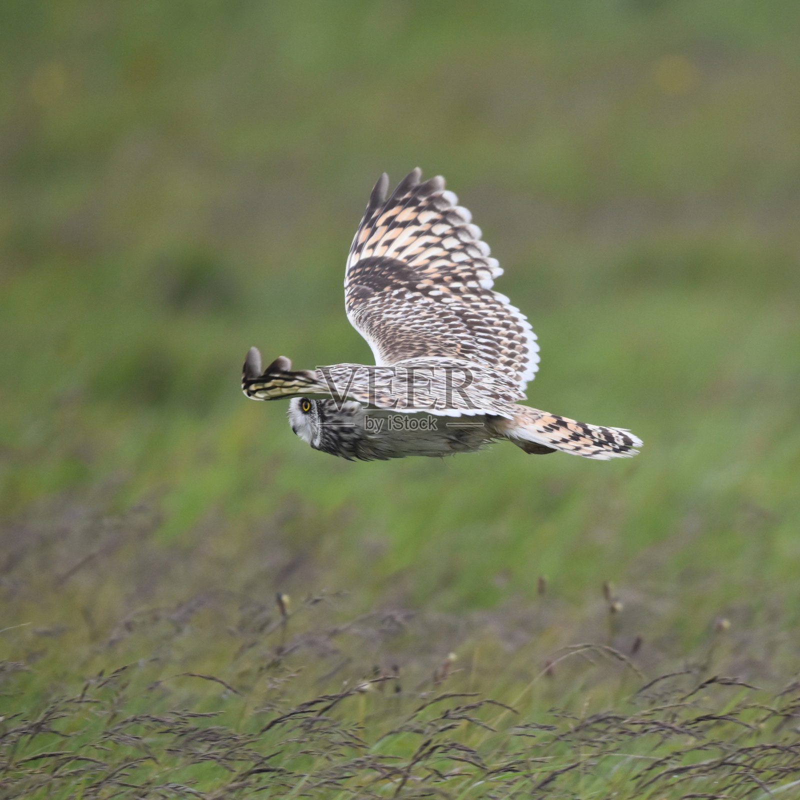 短耳鸮在飞行，奥克尼照片摄影图片