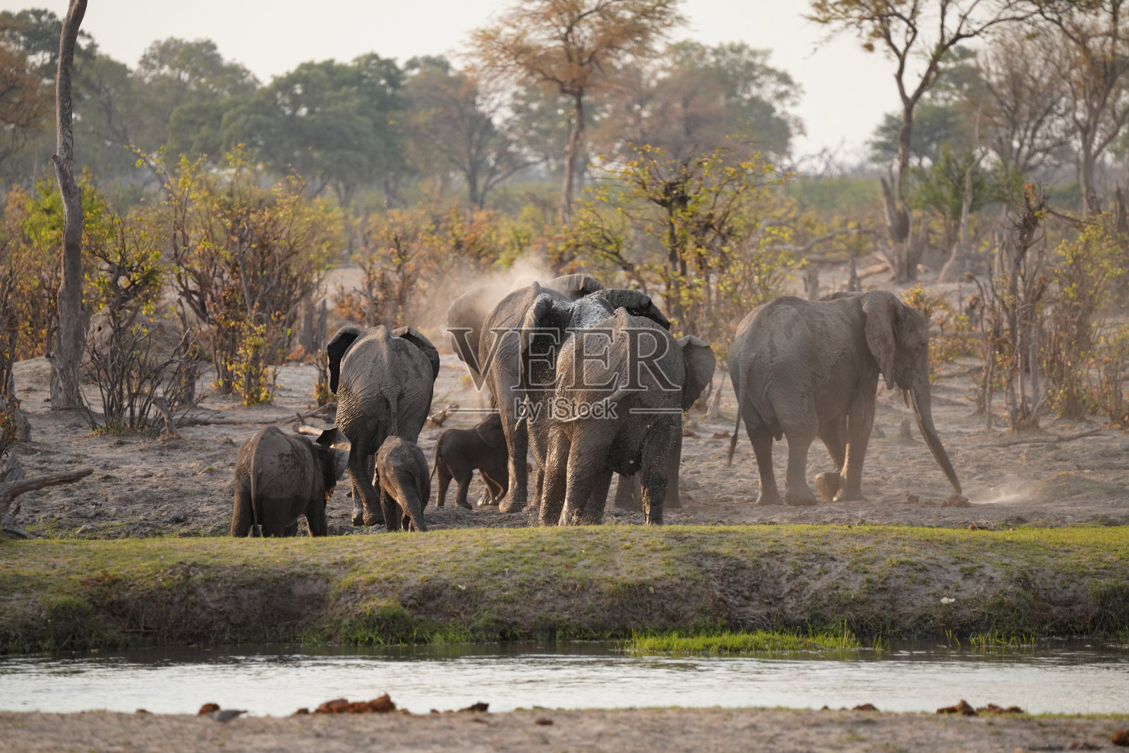 博茨瓦纳莫雷米国家公园的象群照片摄影图片