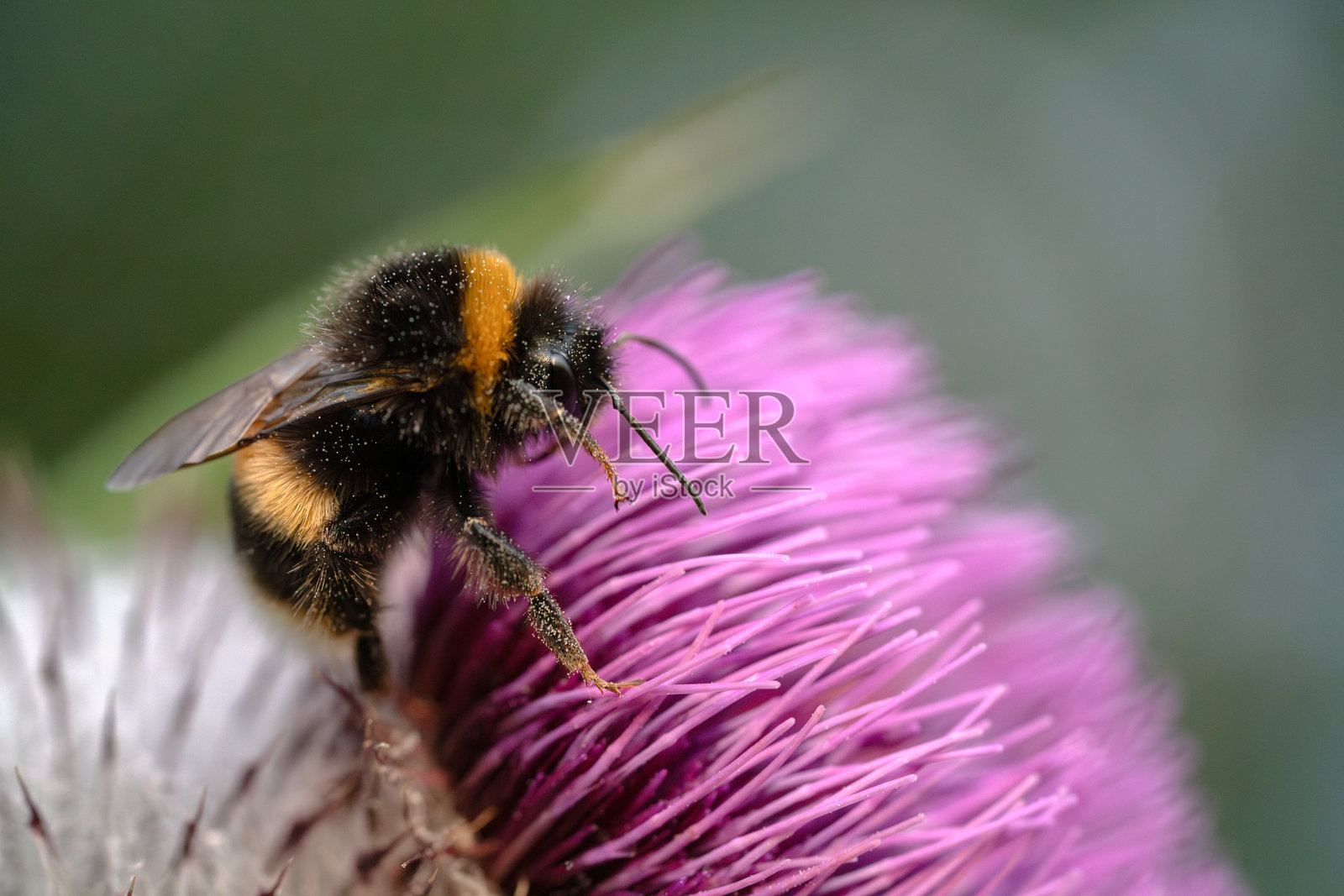一只大黄蜂正在从毛绒蓟花中采集花粉。照片摄影图片