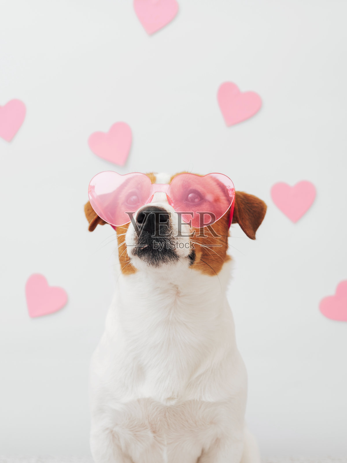 可爱的杰克罗素梗狗狗戴着粉色心形太阳镜，坐在白色背景上。情人节贺卡概念。可爱的情人节狗狗。照片摄影图片