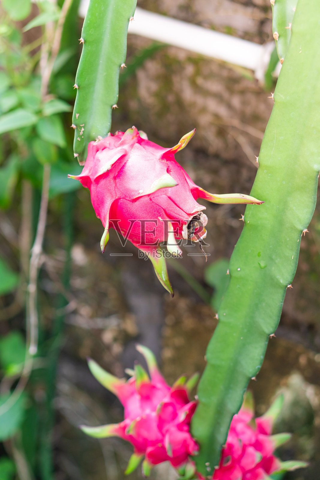 仙人掌上的火龙果特写照片摄影图片