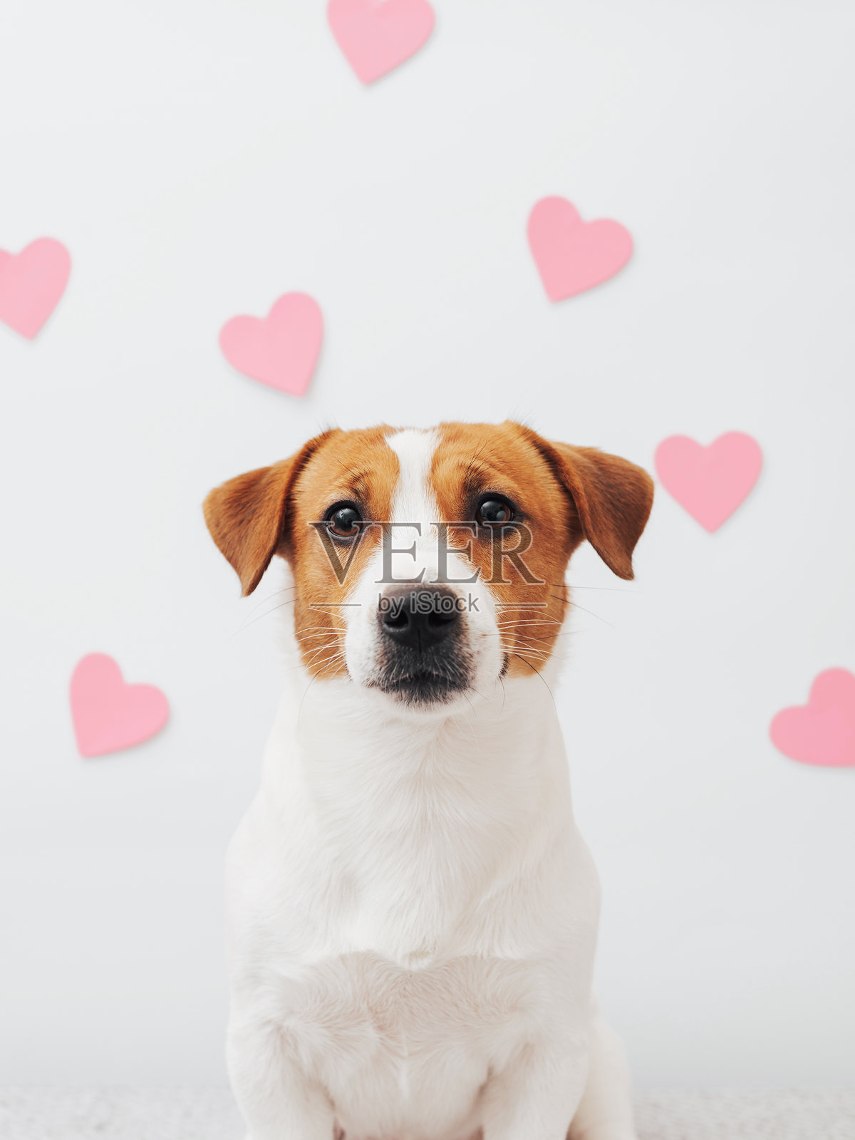 可爱的杰克罗素梗犬坐在白色背景上情人节贺卡概念