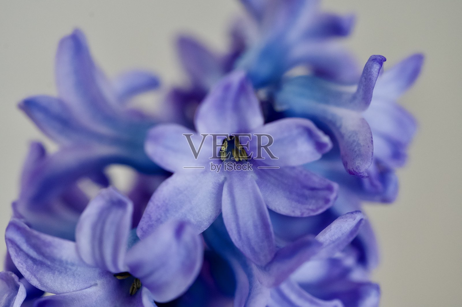 紫色风信子花球茎特写镜头照片摄影图片