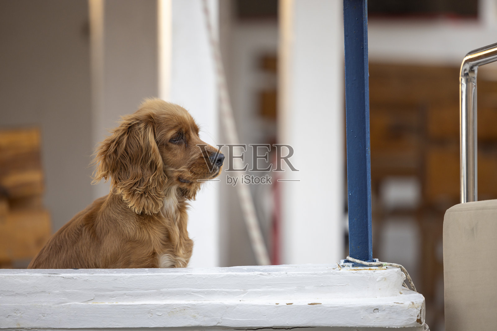 可爱的狗在船上照片摄影图片