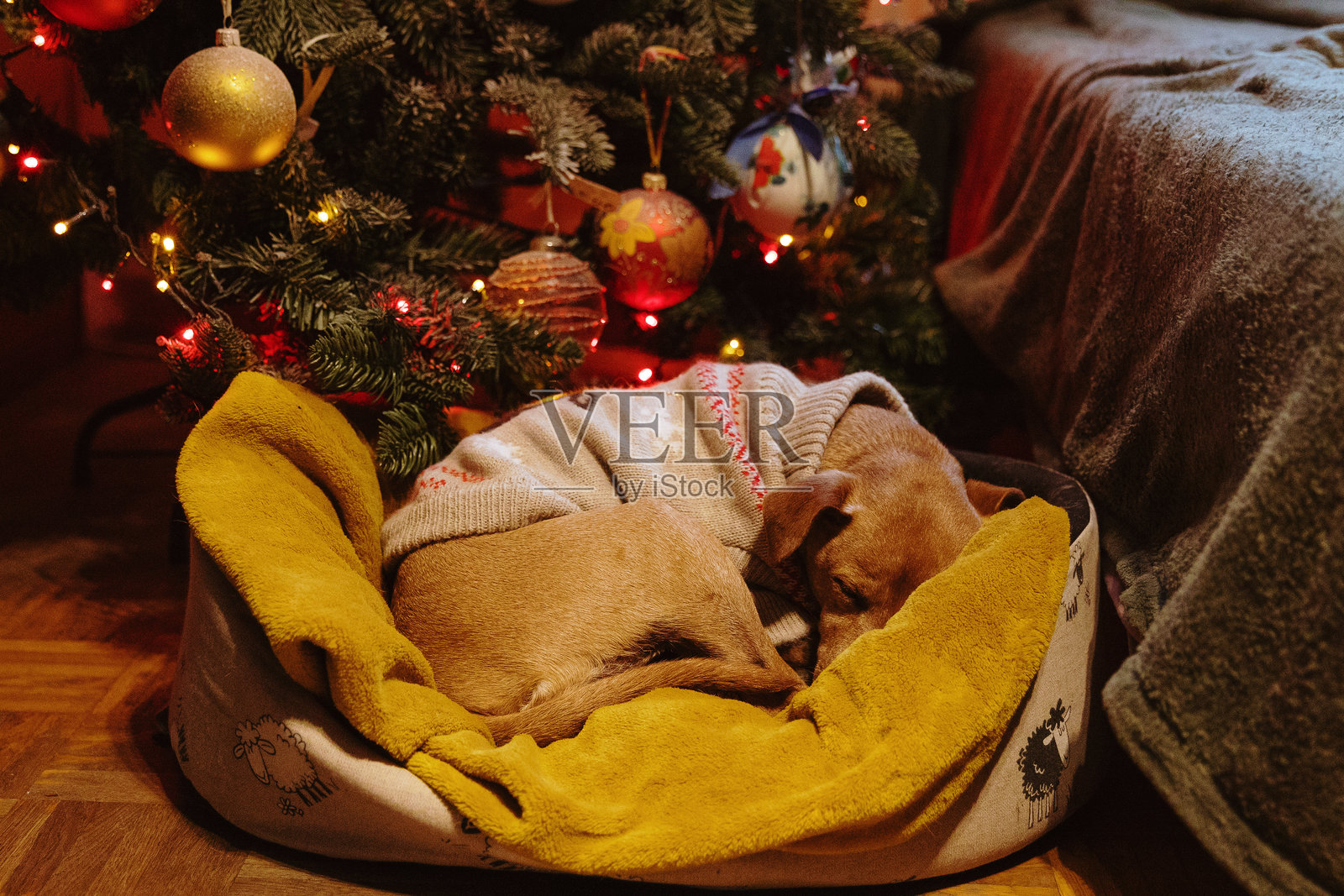 穿着圣诞毛衣的睡觉狗狗在圣诞树旁。照片摄影图片