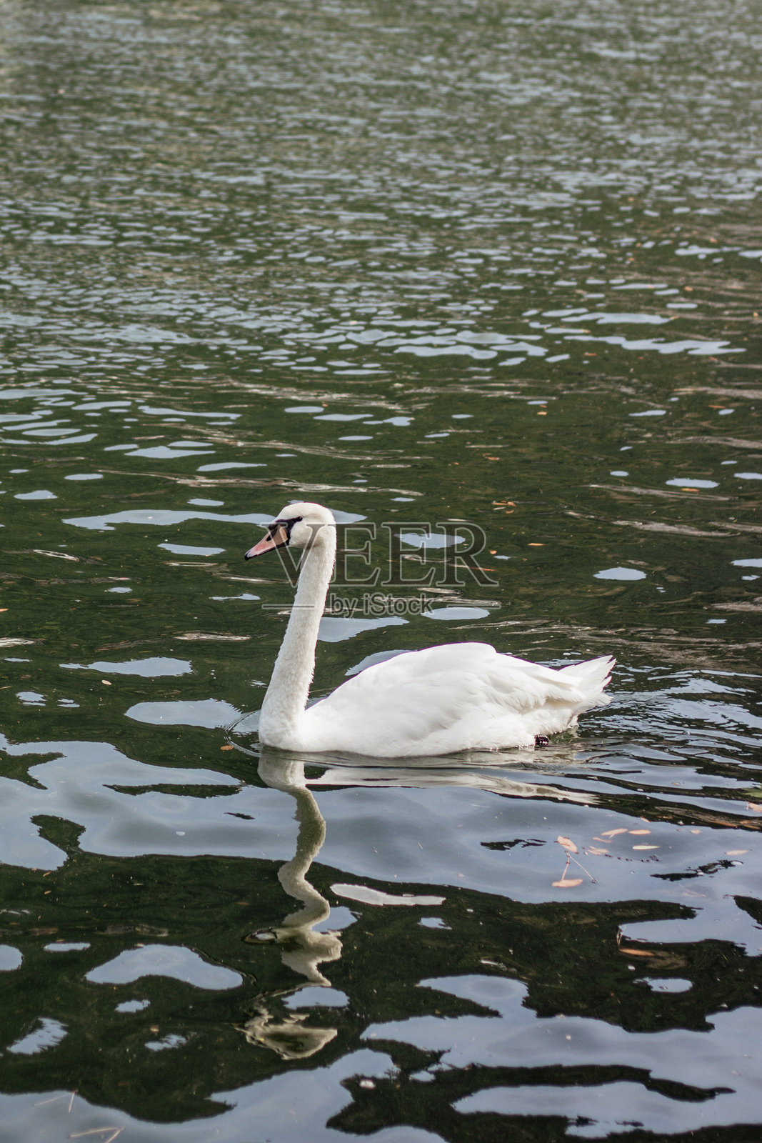 天鹅的倒影照片摄影图片