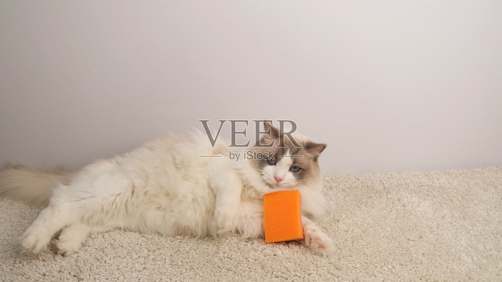 一只可爱的白猫躺在地毯上，注视着一个清洁海绵。照片摄影图片