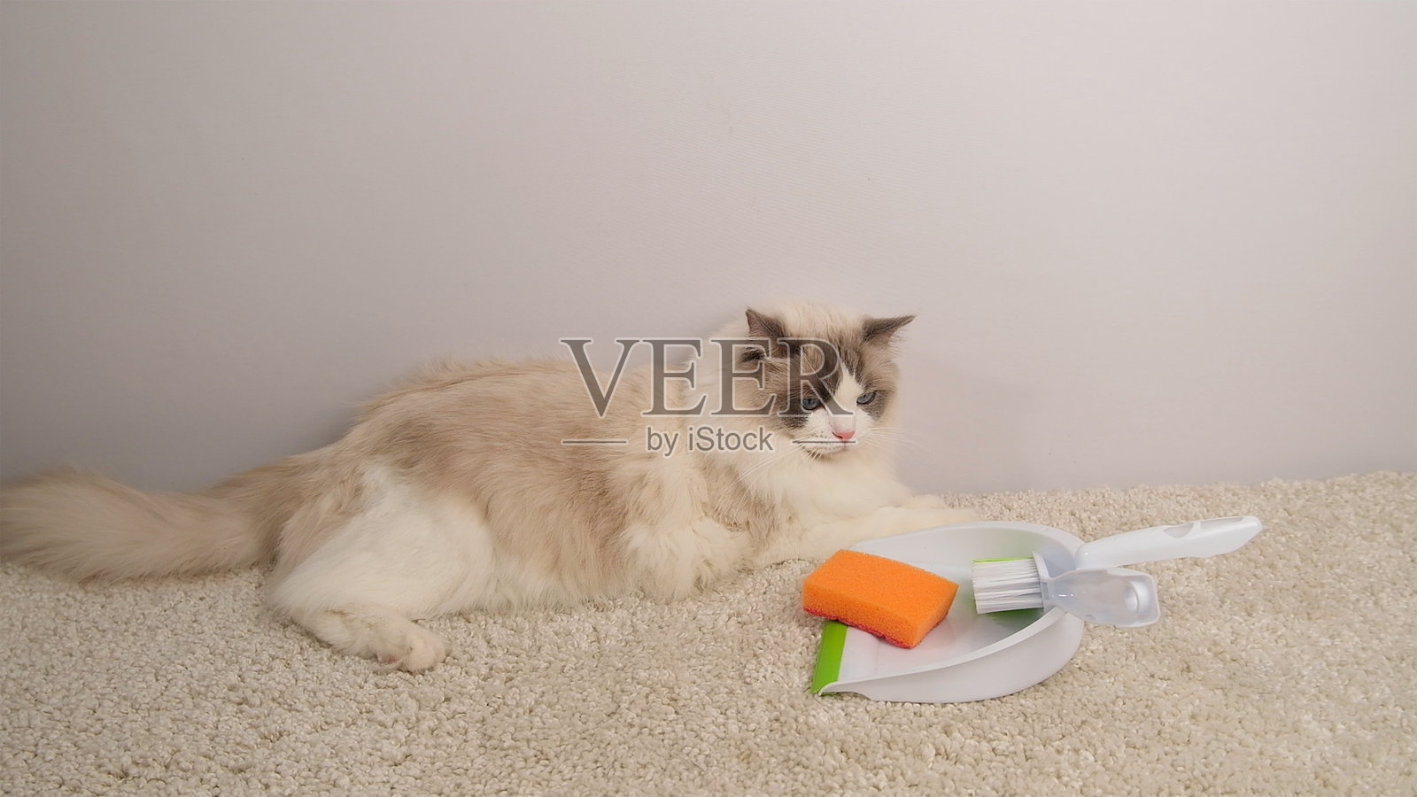 伤心的白猫躺在地毯上，注视着一个簸箕和一把扫帚，准备清理垃圾。照片摄影图片