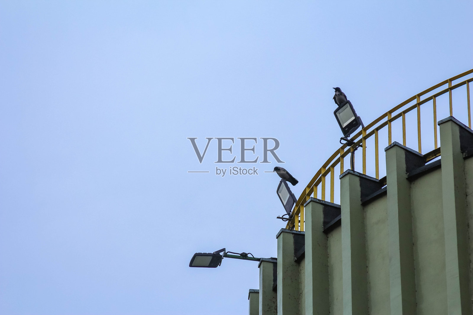 鸟儿栖息在城市环境中清澈蓝天下的栏杆上照片摄影图片