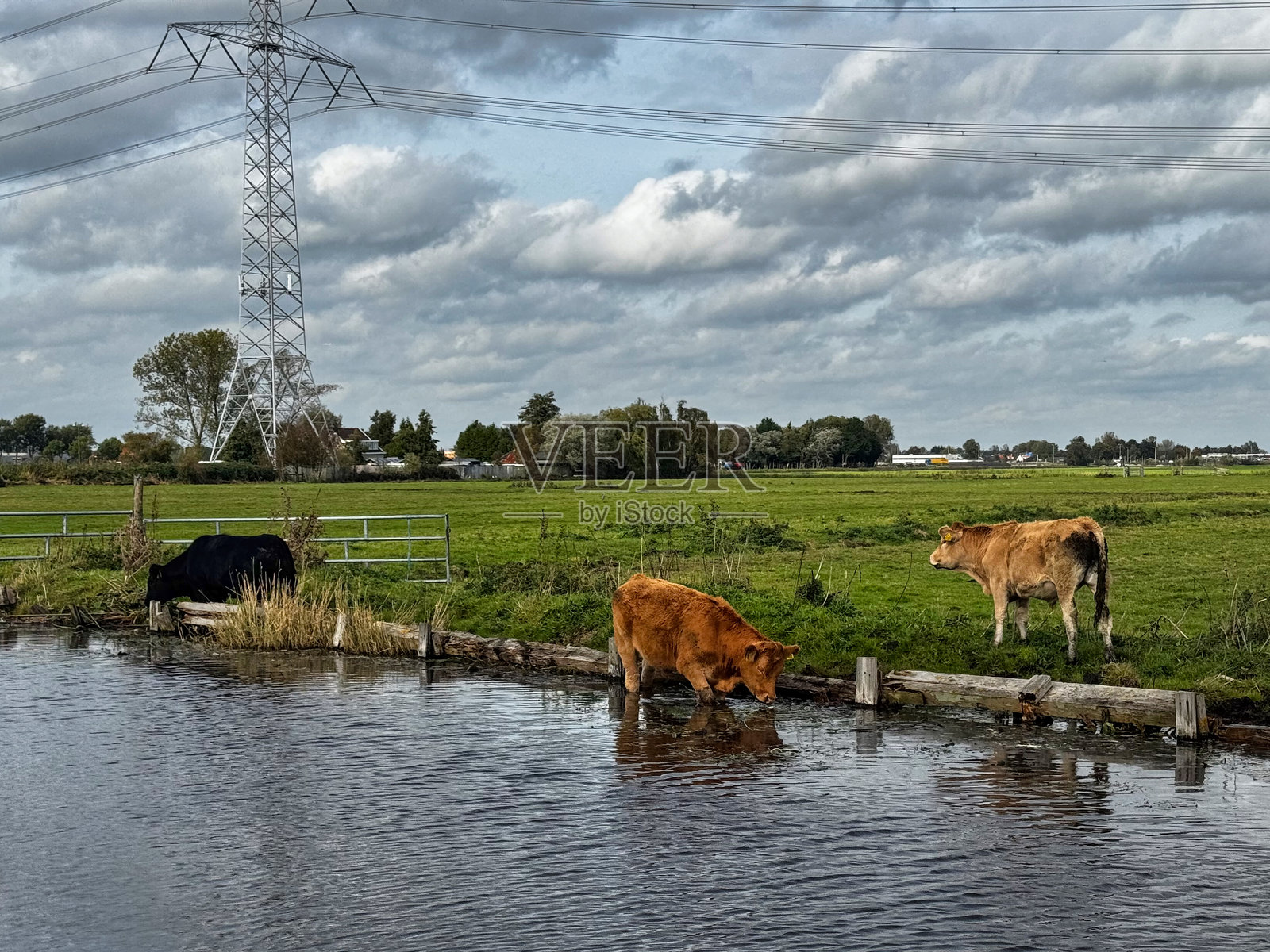 在2024年欧洲的一个阴天，阿姆斯特丹乡村的牛在运河旁喝水照片摄影图片