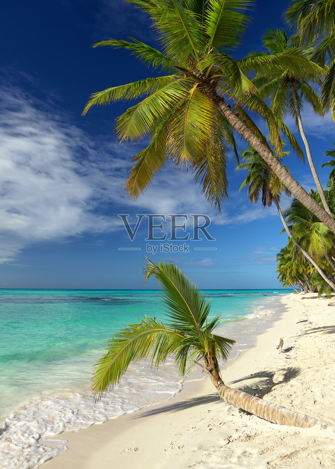 美丽的加勒比白沙滩，棕榈树、蓝天和碧绿的海水照片摄影图片