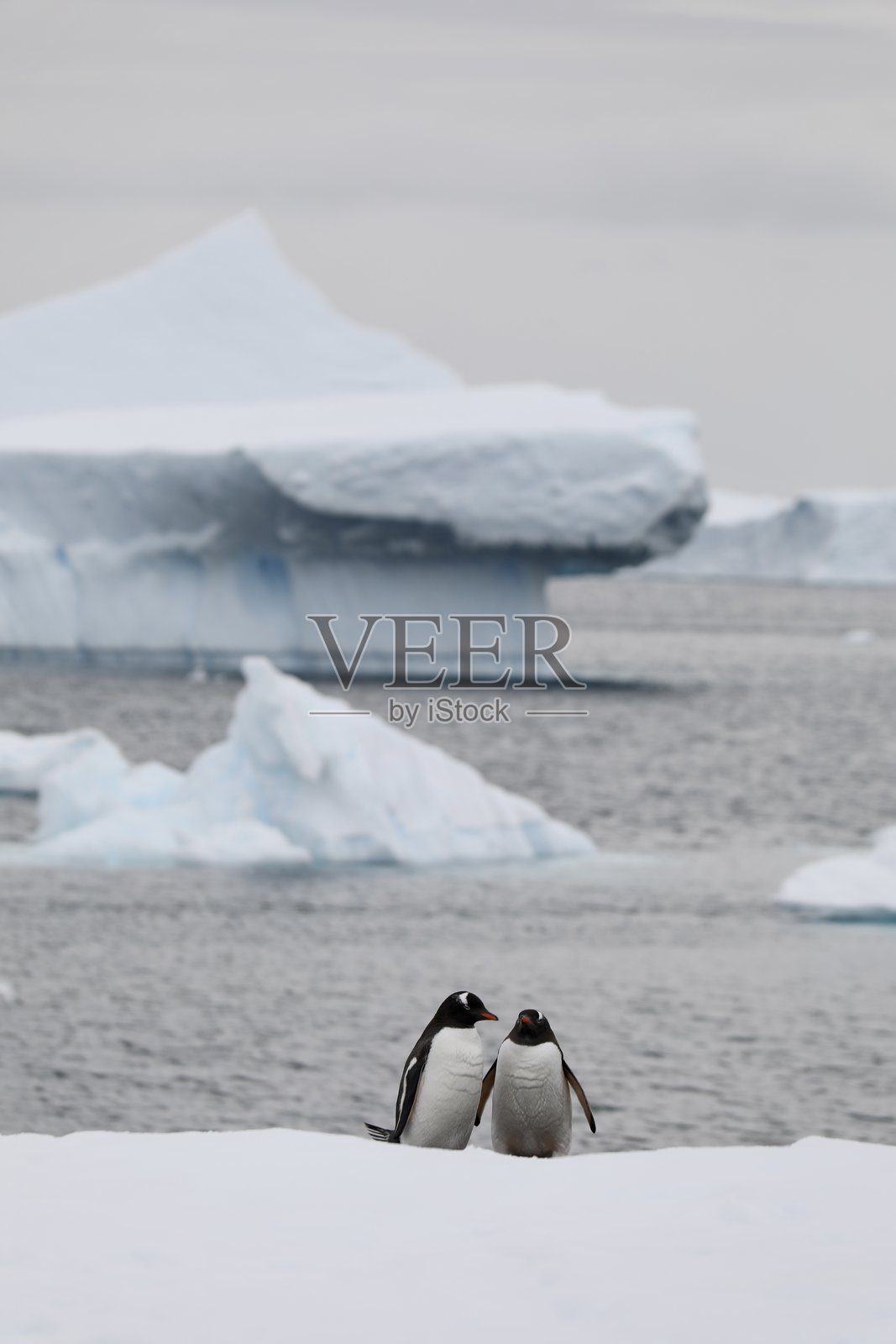 两只帝企鹅 - 南极洲照片摄影图片