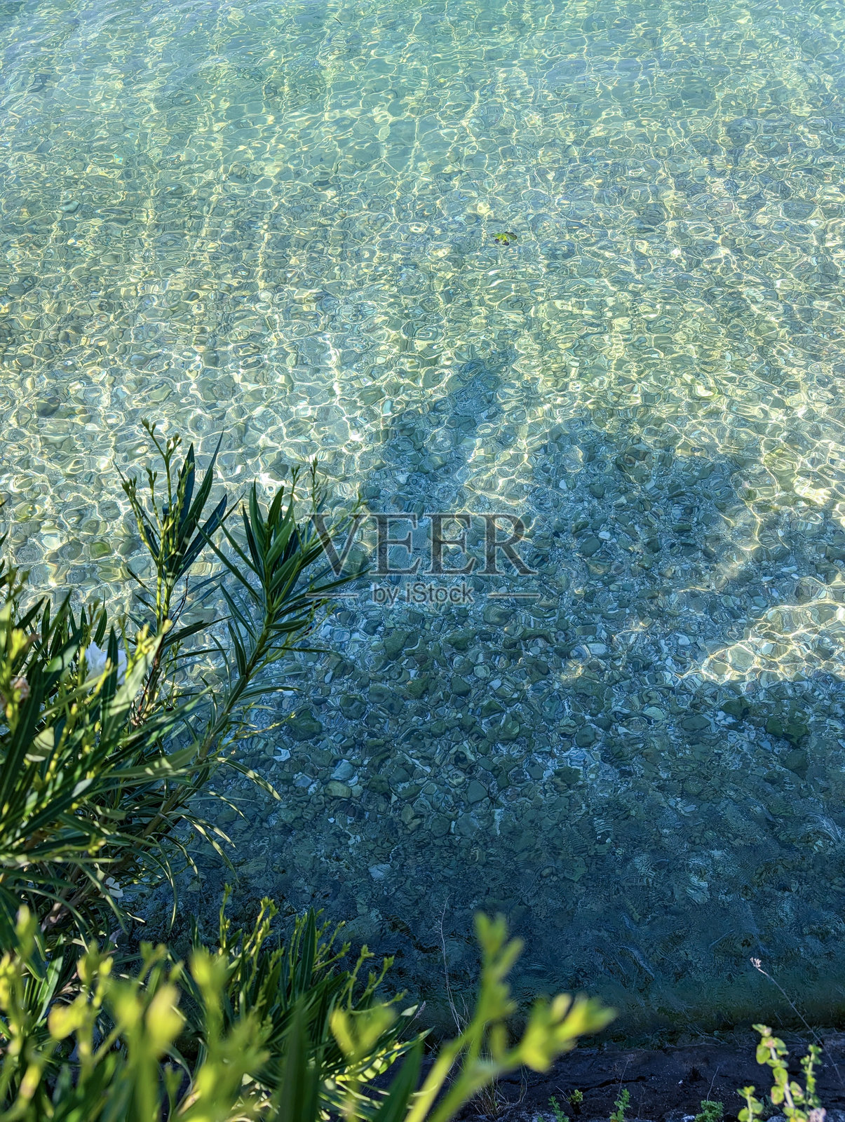 清澈的海水和海岸边的夹竹桃照片摄影图片