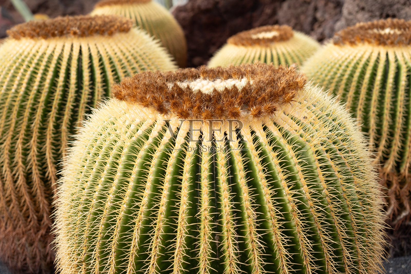 金色桶状仙人掌（Echinocactus Grusonii）在沙漠景观中生长，鲜艳的绿色和黄色刺与崎岖的岩石地面形成对比。照片摄影图片
