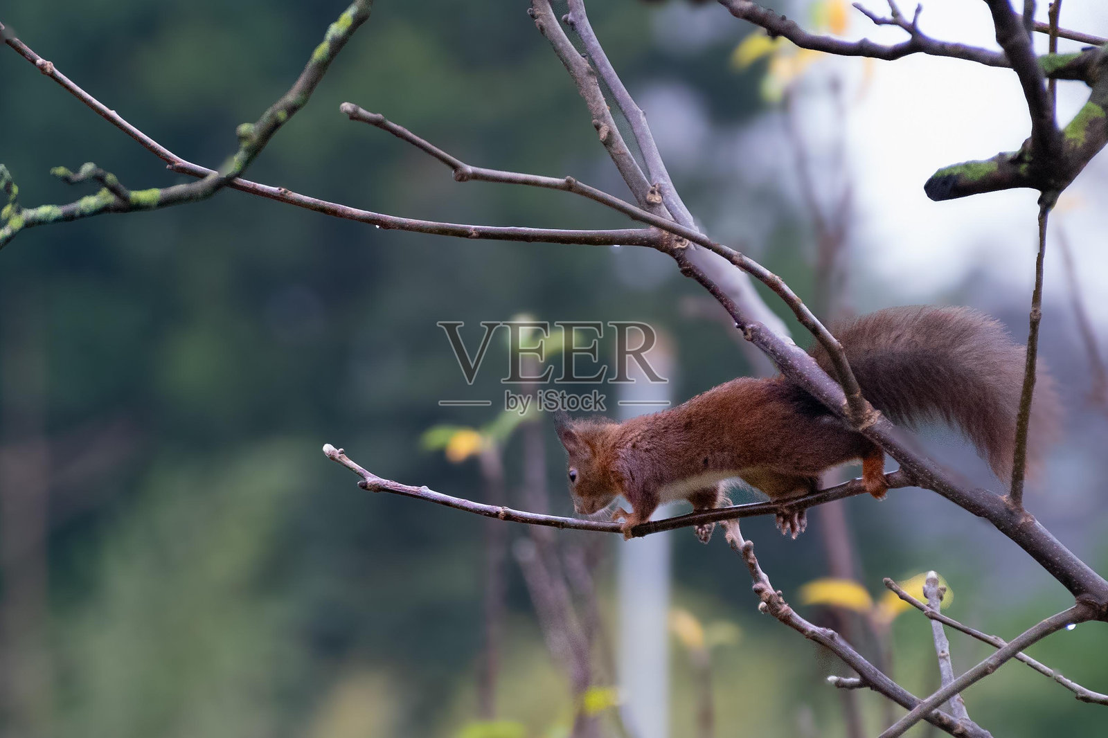 棕色松鼠照片摄影图片