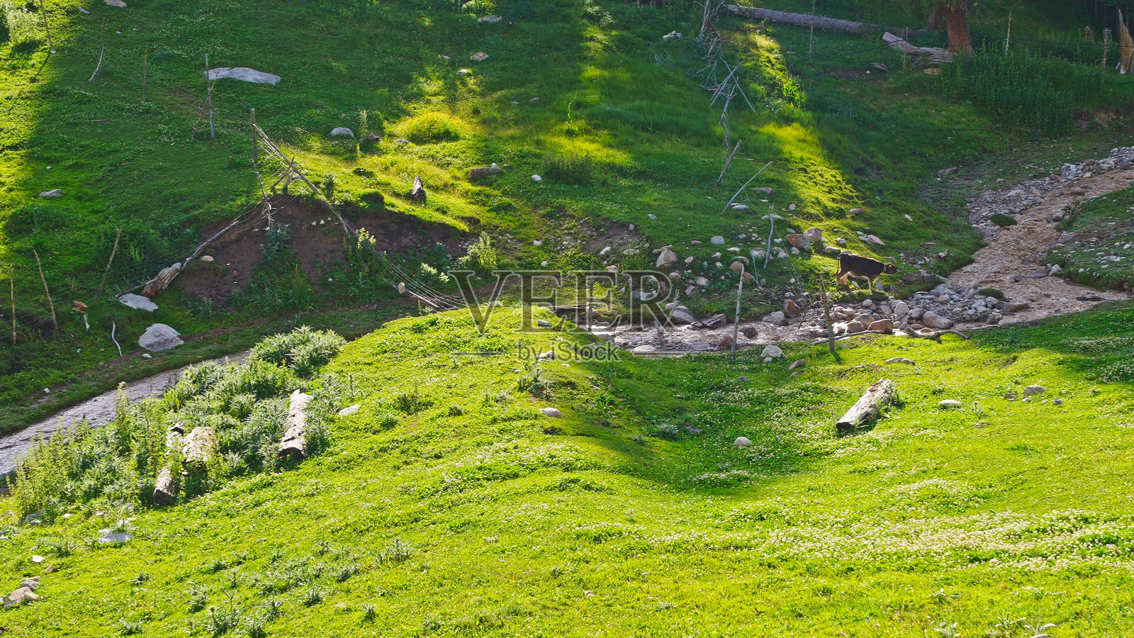 琼库树台村，喀拉达拉乡，特克斯县，伊犁，新疆，中国，亚洲。乌孙古道。针叶林，云杉，草地。照片摄影图片