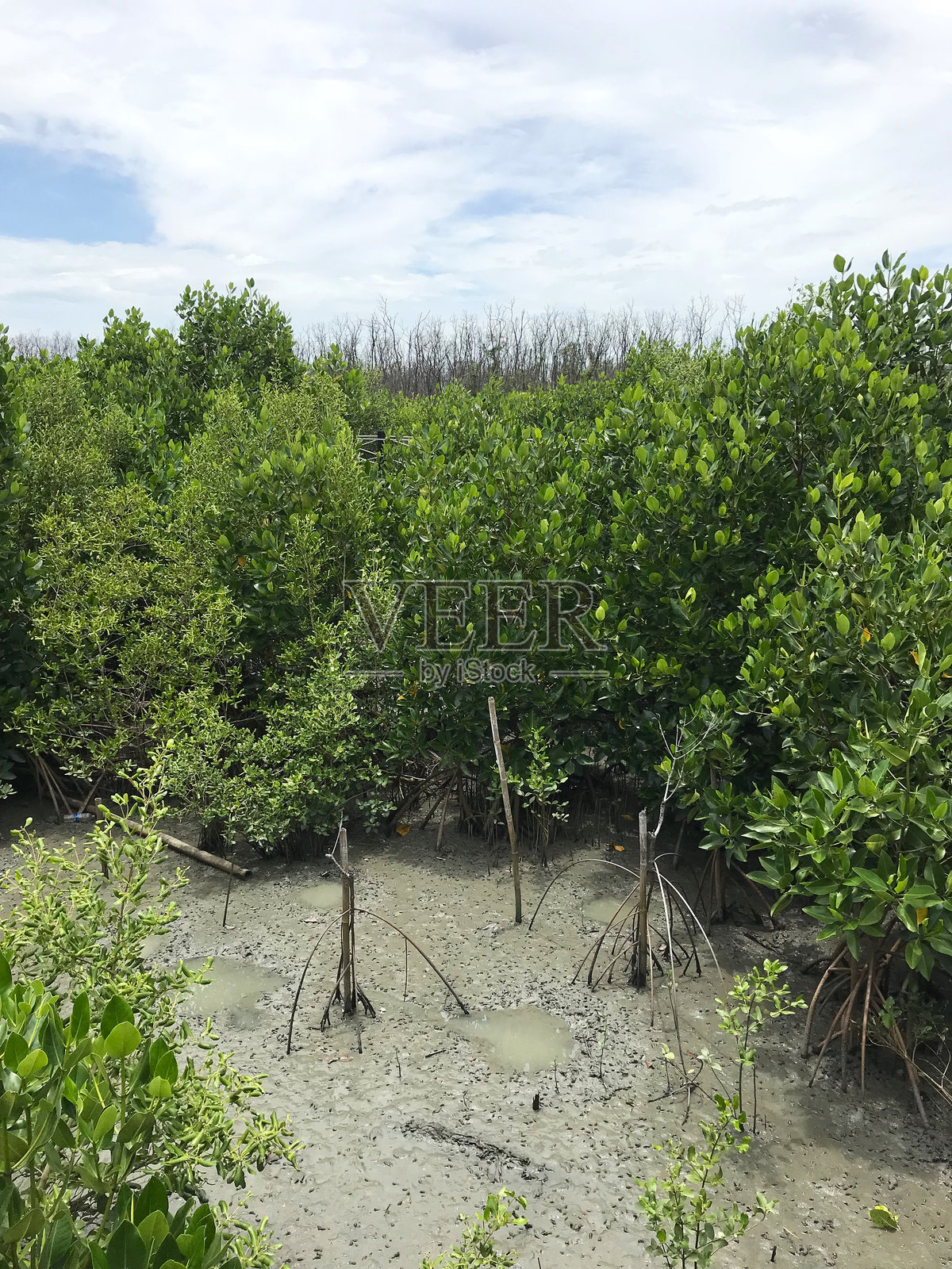 红树林森林再生照片摄影图片