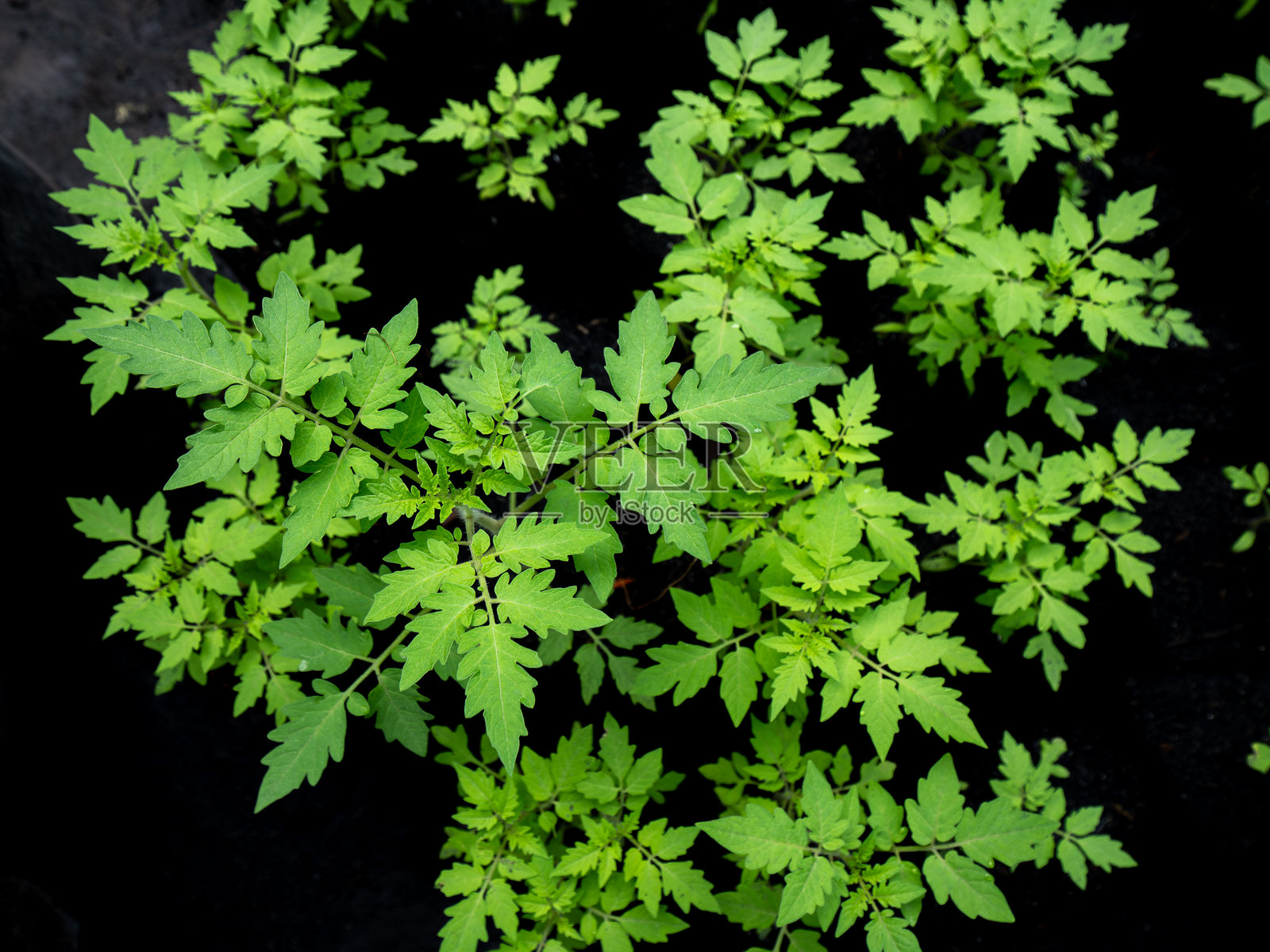 年轻的番茄苗在黑色外壳中照片摄影图片