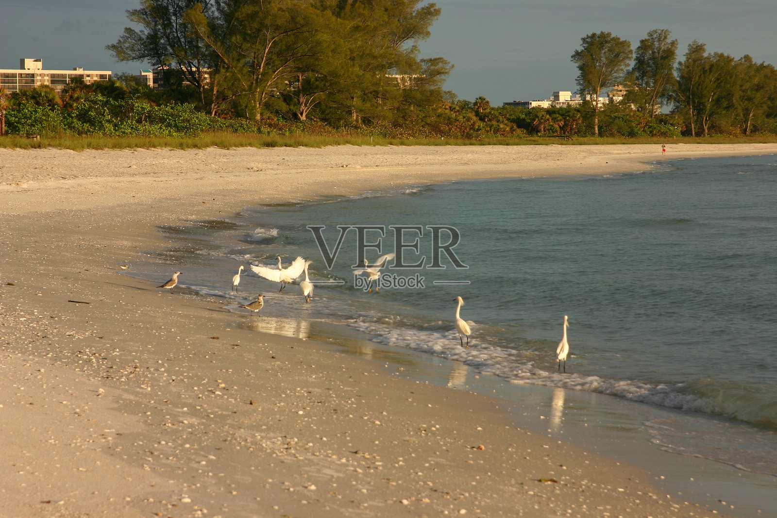 佛罗里达州墨西哥湾海滩上的白色海鸟。照片摄影图片