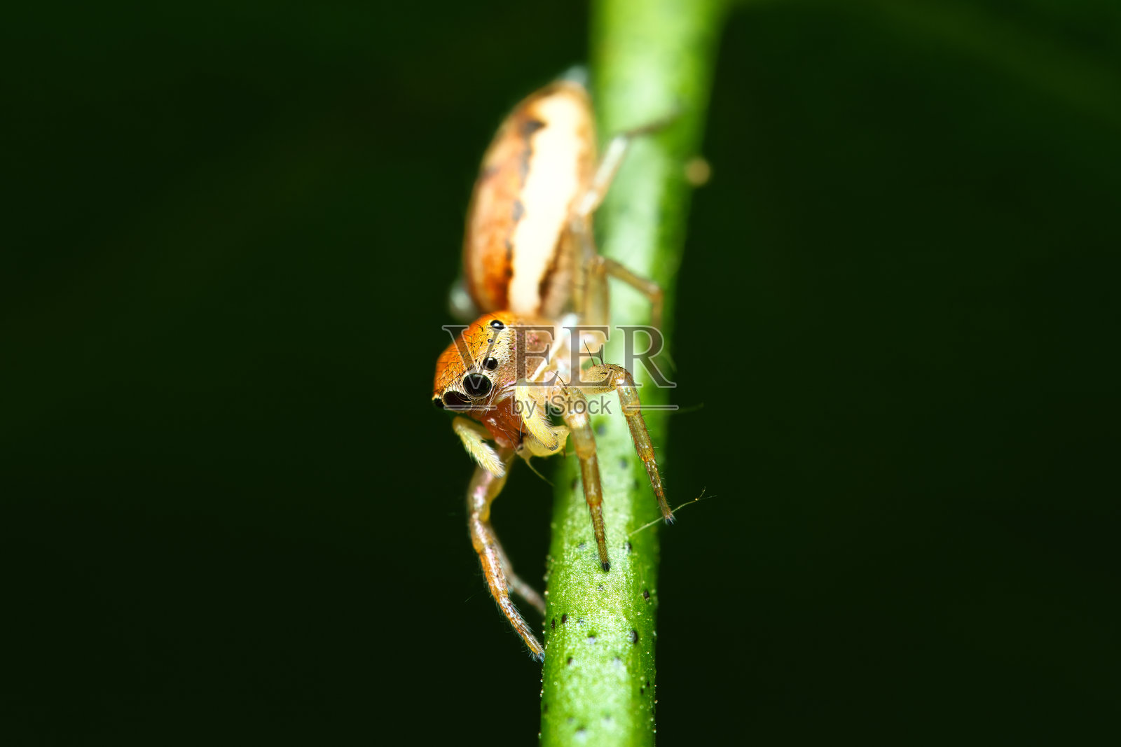彩虹跳蛛在百香果茎上吃蚜虫照片摄影图片