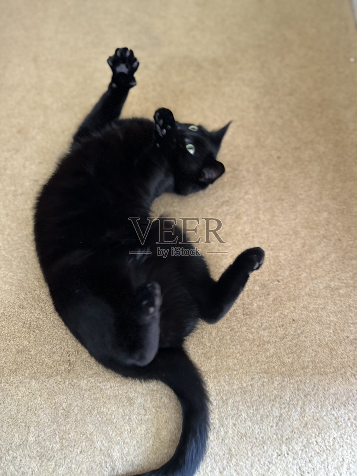 黑猫照片摄影图片