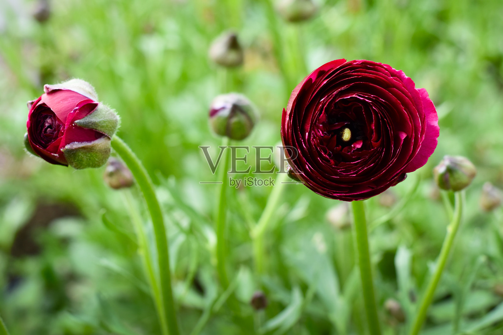 毛茛花照片摄影图片