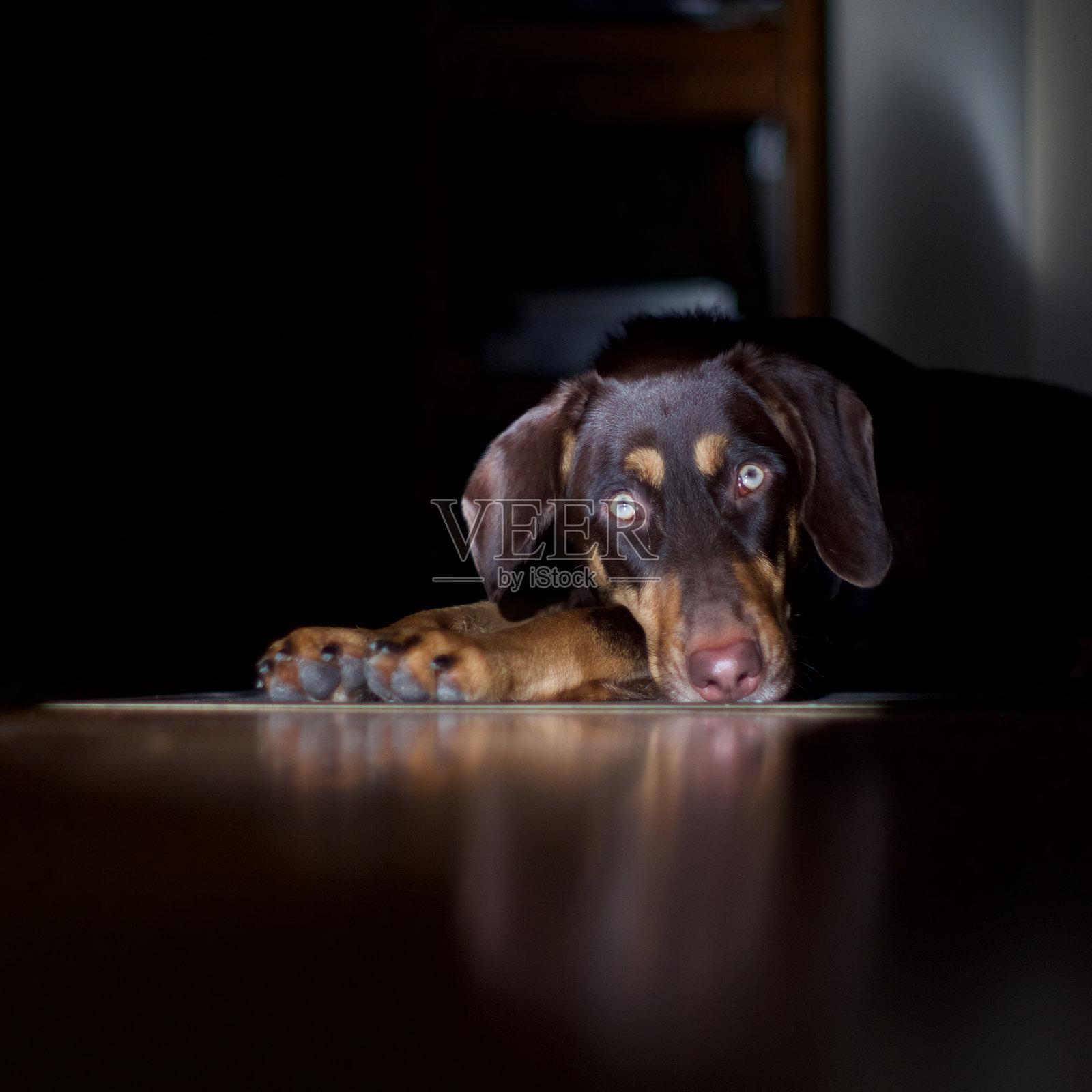 黑暗中明亮眼睛的杜宾犬。照片摄影图片
