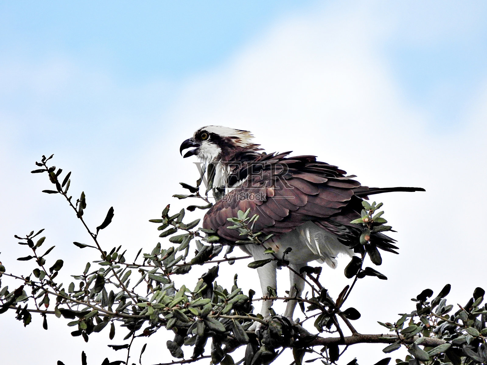 鱼鹰（Pandion haliaetus）- 栖息在树上照片摄影图片