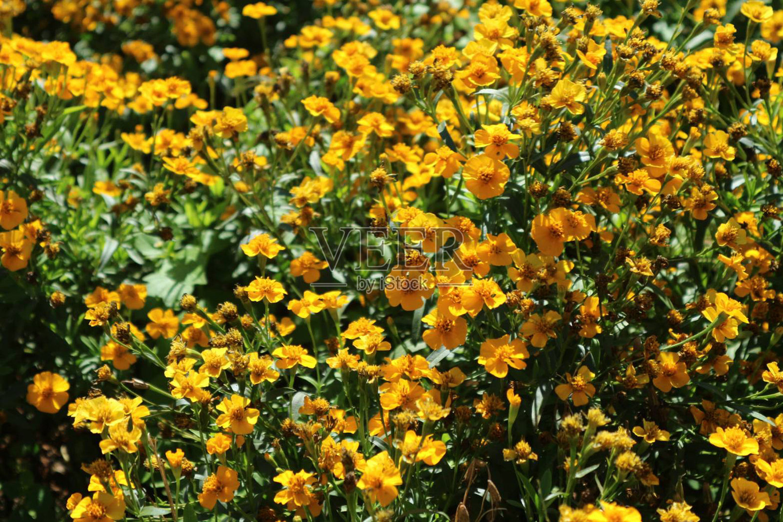 黄色花朵照片摄影图片