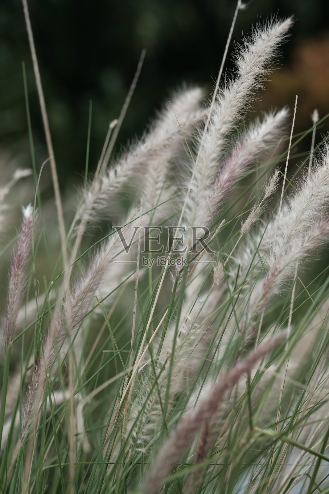 白茅是一种多年生根茎草，原产于热带和亚热带的亚洲、美拉尼西亚、密克罗尼西亚、澳大利亚、非洲和南欧。模糊的图像。照片摄影图片