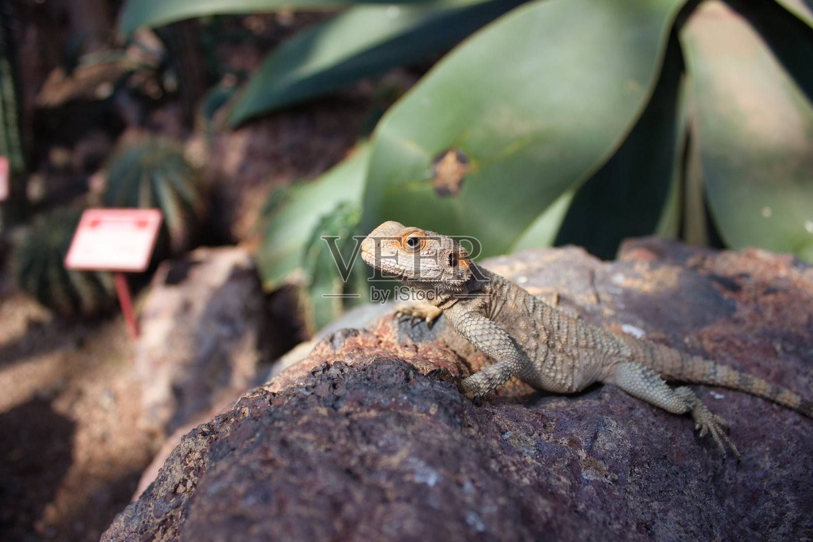 仙人掌花园中的岩石上的蜥蜴照片摄影图片