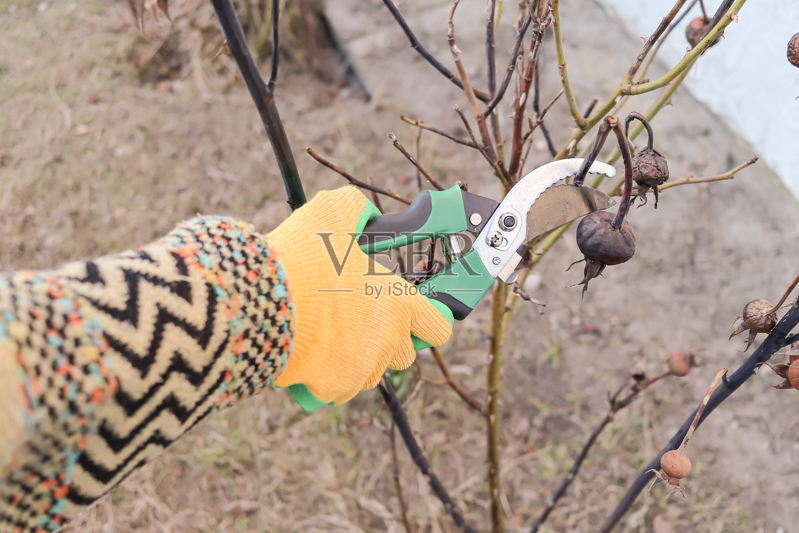 一个女孩戴着保护手套，用修枝剪剪下一个干枯的玫瑰花蕾。园艺工作。照片摄影图片